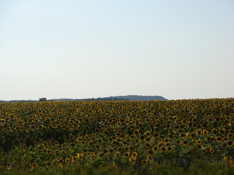 Western Michigan [2009] 045.JPG - Scenes from Silver Lake State Park, Michigan.